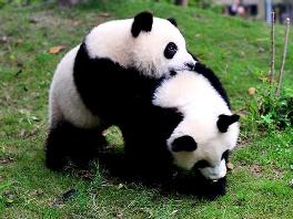 關於動物園的作文 動物園作文專題