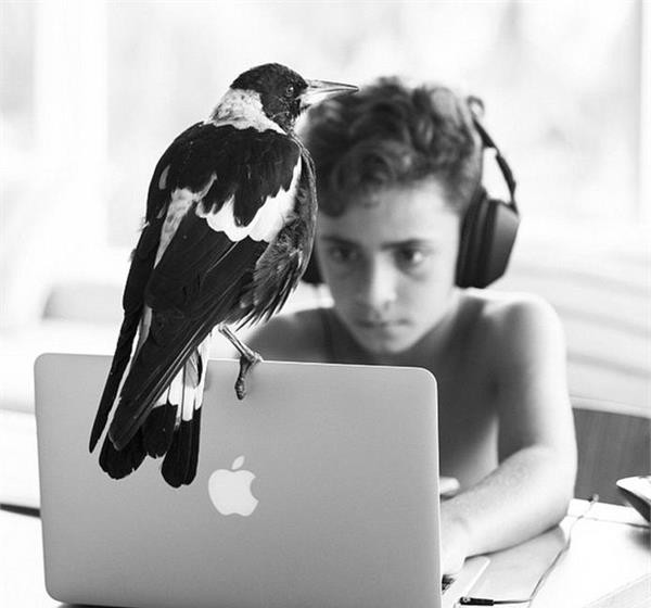 一隻跟主人同吃同睡的喜鵲 還擁有上千名冬粉