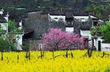 老台階 青石板 桃花樹_老台階 青石板 桃花樹作文