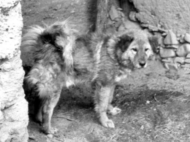 1932年承德避暑山莊老照片