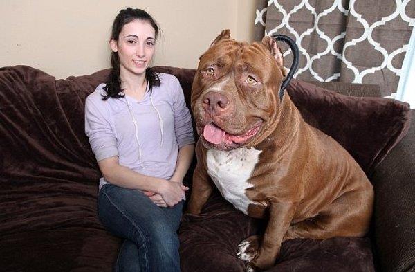 世界上塊頭最大的鬥牛犬 這照片不是PS的？