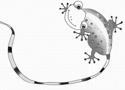 呀！壁虎_呀！壁虎作文