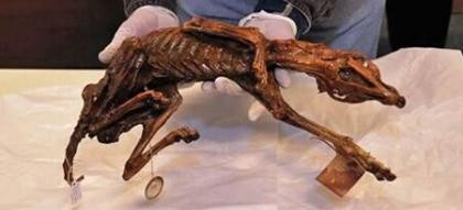 考古學家在墨西哥北部的科阿韋拉的坎德拉里亞石窟中發現的木乃伊狗