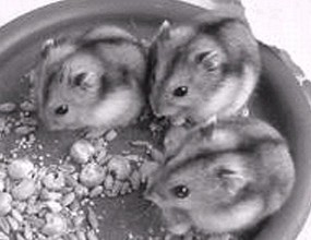 三隻小倉鼠_三隻小倉鼠作文