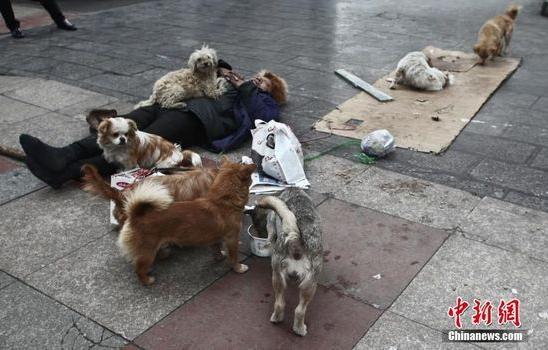 七旬老人組建“流浪狗要飯糰”呼籲保護流浪狗