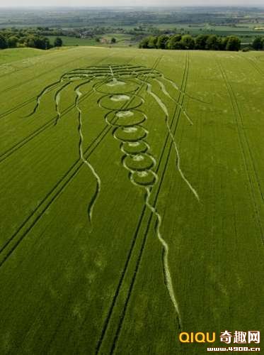 最複雜的水母形狀的麥田怪圈在全世界尚屬首次