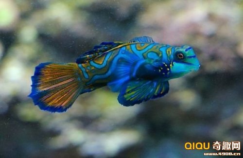 海洋精靈麒麟魚五彩繽紛讓人賞心悅目
