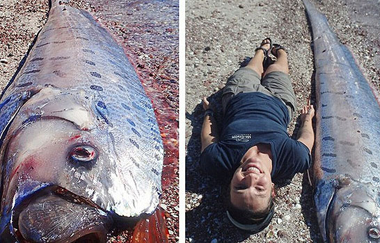 墨西哥曾現5米長皇帶魚 活著的白龍王