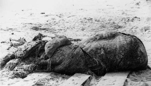 一些人斷定這是一支大章魚,而另一些人最近宣稱這只是尚帶魚皮的一大塊鯨脂