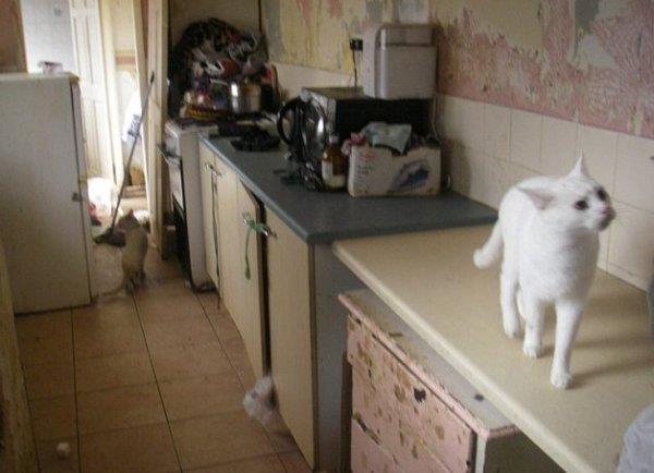 英格蘭父女收養27貓 因條件太差被指控