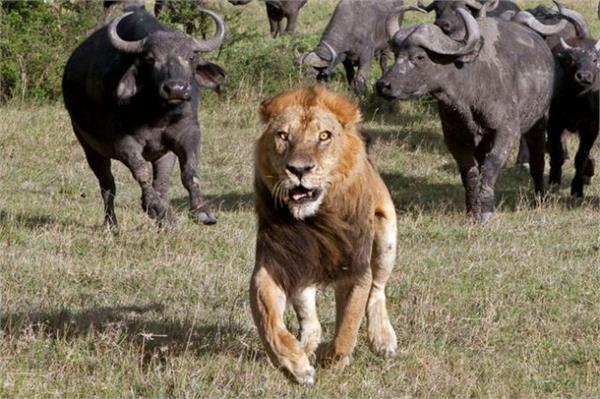 膽小的獅子竟然被水牛嚇跑