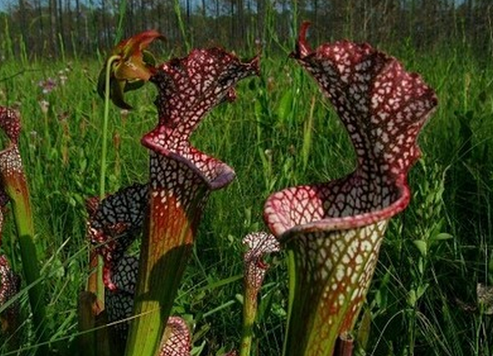 世界之大無奇不有 超恐怖食人樹吃人之謎