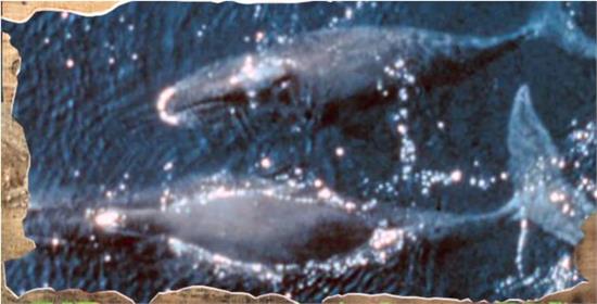 龍蝦竟然長生不老 幾乎不會死亡的動物