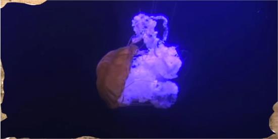 龍蝦竟然長生不老 幾乎不會死亡的動物