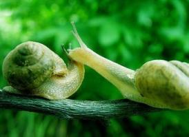 關於蝸牛的作文 蝸牛作文專題