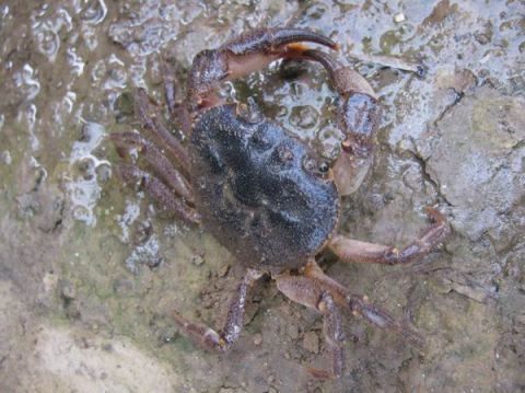 抓螃蟹_抓螃蟹作文