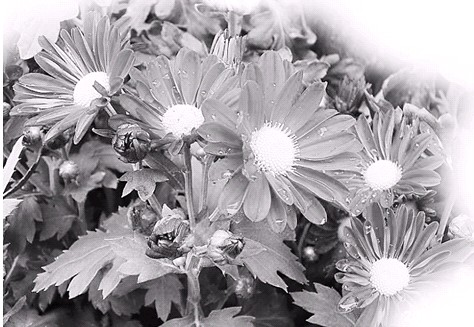 西湖賞菊_西湖賞菊作文