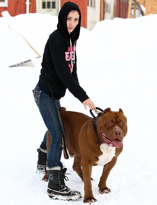 世界上塊頭最大的鬥牛犬 這照片不是PS的?