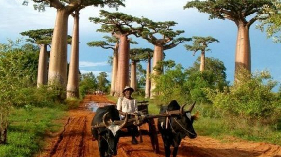 食人樹的真實記載：馬達加斯加島的“鳳梨”樹