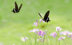 1947年2月3日電影《八千里路雲和月》廣受歡迎_歷史上的今天