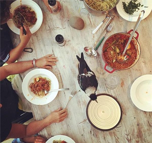 一隻跟主人同吃同睡的喜鵲 還擁有上千名冬粉