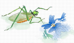 “善解人意”的蟈蟈_“善解人意”的蟈蟈作文