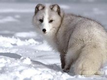 關於狐狸的作文 狐狸作文專題