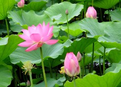 回憶·荷花_回憶·荷花作文