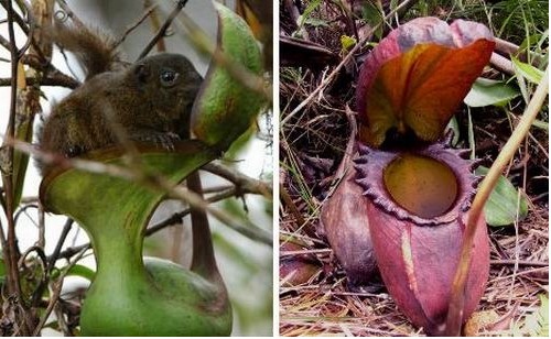 食人樹的資料 細數哪七種植物能設定“死亡陷阱”