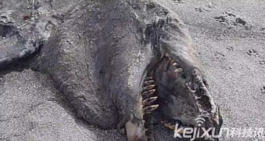 紐西蘭海灘驚現9米巨獸海怪屍體 它究竟是何種生物