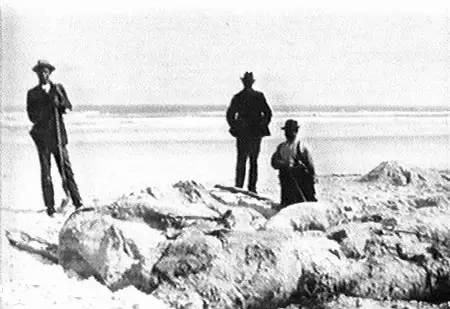 兩個在南沙灘(現在的聖奧古斯汀海灘)觀察到有海怪的屍體被海水衝到岸邊