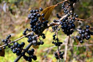 山葡萄_山葡萄作文