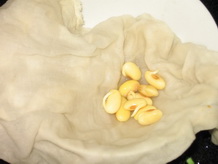 種植黃豆芽_種植黃豆芽作文