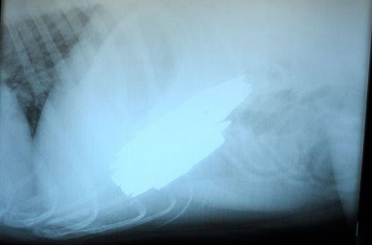 4歲牧羊犬竟然吃下23發子彈