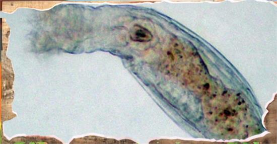 龍蝦竟然長生不老 幾乎不會死亡的動物