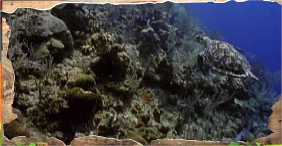 龍蝦竟然長生不老 幾乎不會死亡的動物