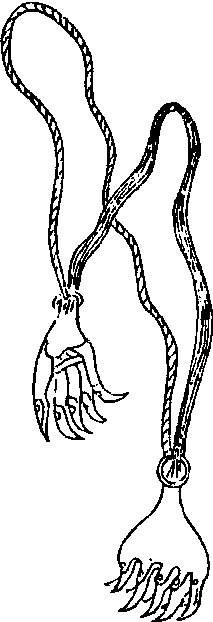 飛撾_飛撾介紹_歷史知識