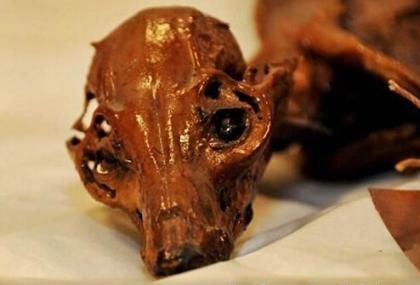 考古學家在墨西哥北部的科阿韋拉的坎德拉里亞石窟中發現的木乃伊狗