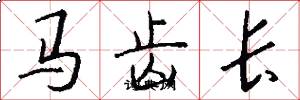馬齒長怎么寫好看