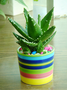 我家的蘆薈_我家的蘆薈作文