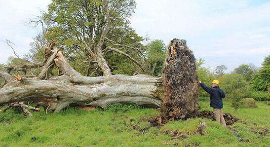 愛爾蘭小鎮古樹遭颱風連根拔起樹底驚現中世紀遺骨