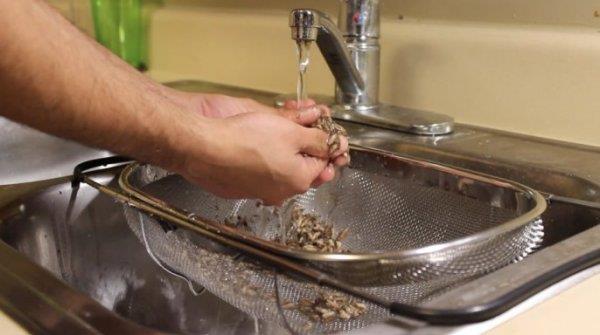 美國學生吃蟲一個月 希望帶動大眾