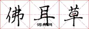 侯登峰佛耳草楷書怎么寫