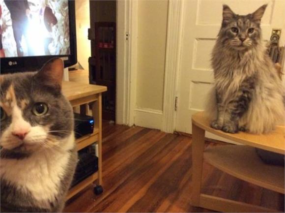 家裡的喵星人為何會越來越高冷?