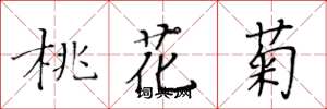 黃華生桃花菊楷書怎么寫