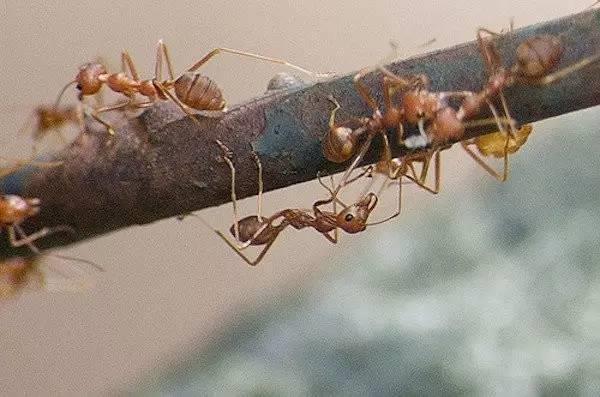 親身試驗:被哪種蟲子叮咬最痛?最後一個遠勝酷刑