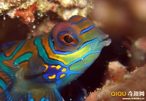 海洋精靈麒麟魚五彩繽紛讓人賞心悅目