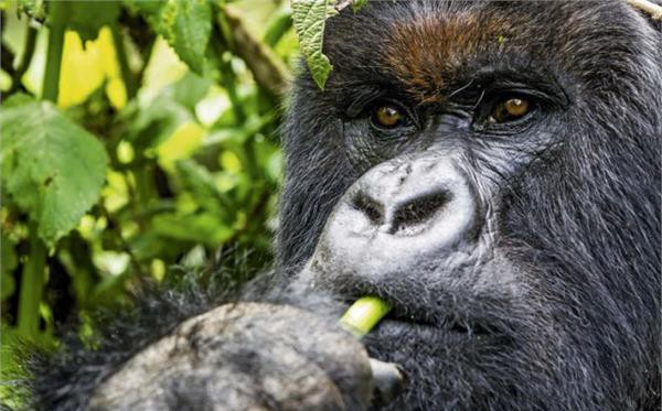 攝影師冒死拍攝 被黑猩猩一拳KO