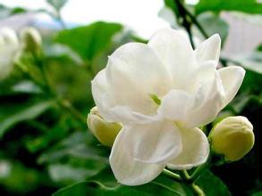 茉莉花的意思_茉莉花的解釋_國語詞典