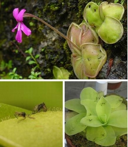 食人樹的資料 細數哪七種植物能設定“死亡陷阱”